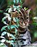 Fishing Cat.jpg